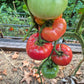 Fred Limbaugh‘s Potato Top DER TOMATENFLÜSTERER