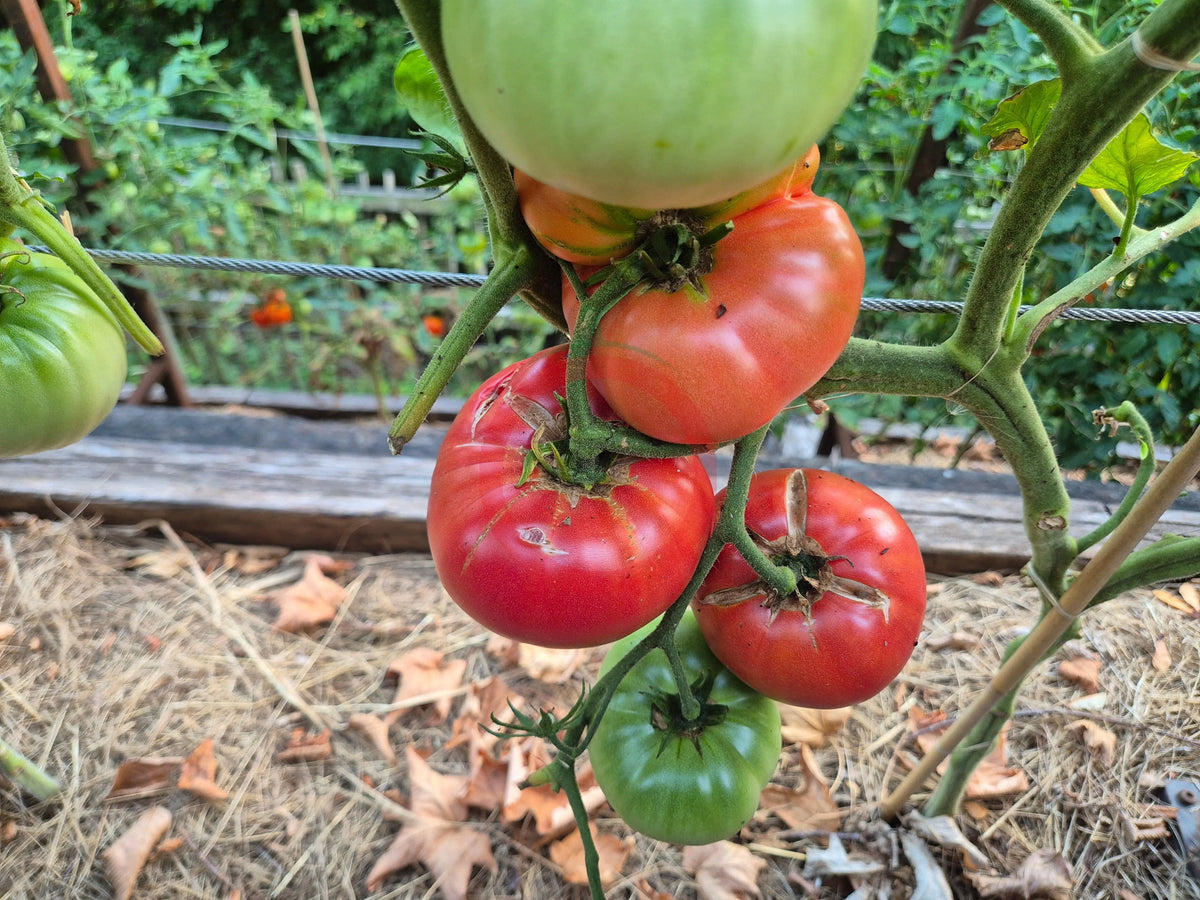 Fred Limbaugh‘s Potato Top DER TOMATENFLÜSTERER