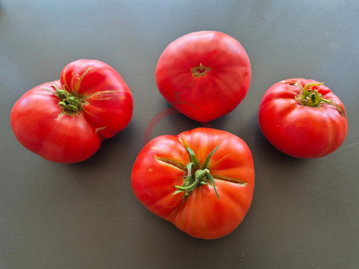 Fred Limbaugh‘s Potato Top DER TOMATENFLÜSTERER