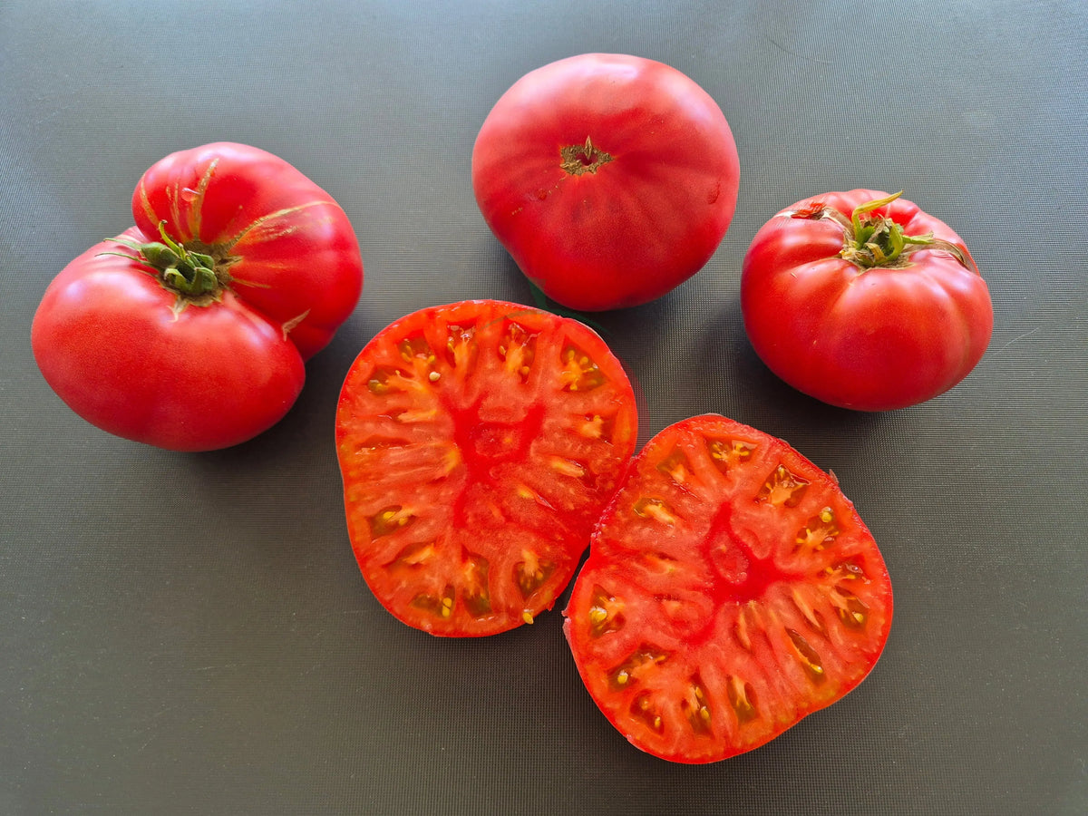 Fred Limbaugh‘s Potato Top DER TOMATENFLÜSTERER