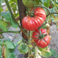Fritz Ackermann DER TOMATENFLÜSTERER