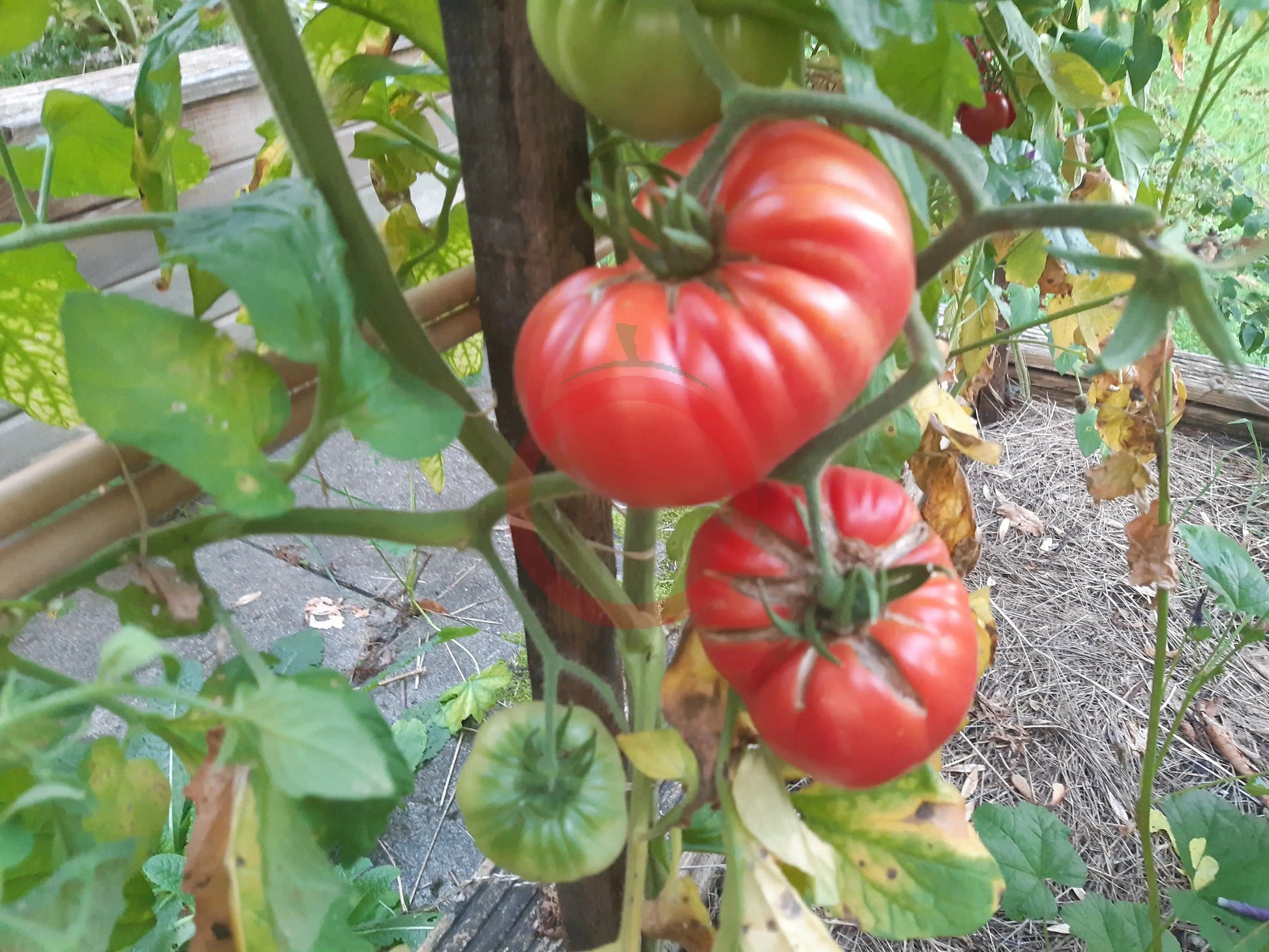 Fritz Ackermann DER TOMATENFLÜSTERER