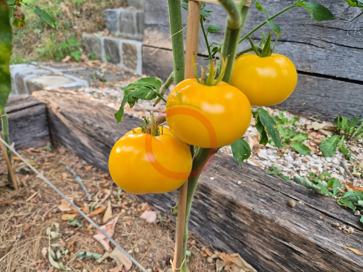 Gail DER TOMATENFLÜSTERER