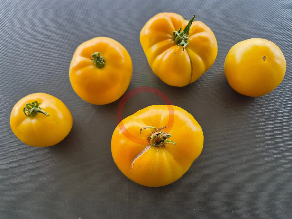 Gail DER TOMATENFLÜSTERER