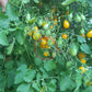 Galapagos DER TOMATENFLÜSTERER