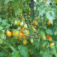 Galapagos DER TOMATENFLÜSTERER
