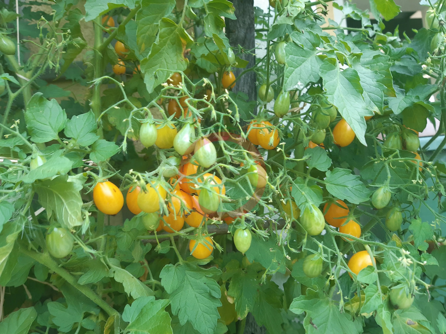 Galapagos DER TOMATENFLÜSTERER