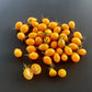 Galapagos DER TOMATENFLÜSTERER