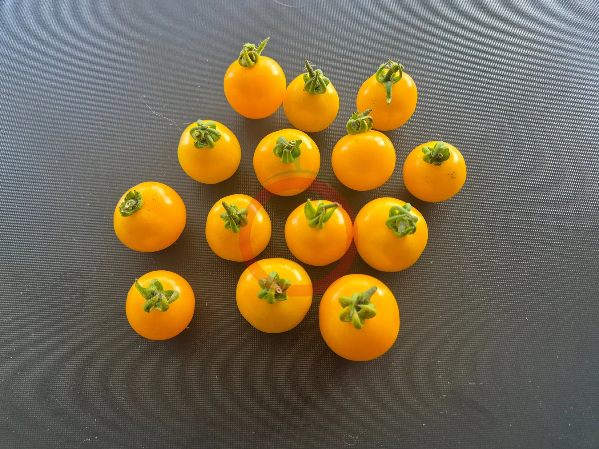 Galina DER TOMATENFLÜSTERER