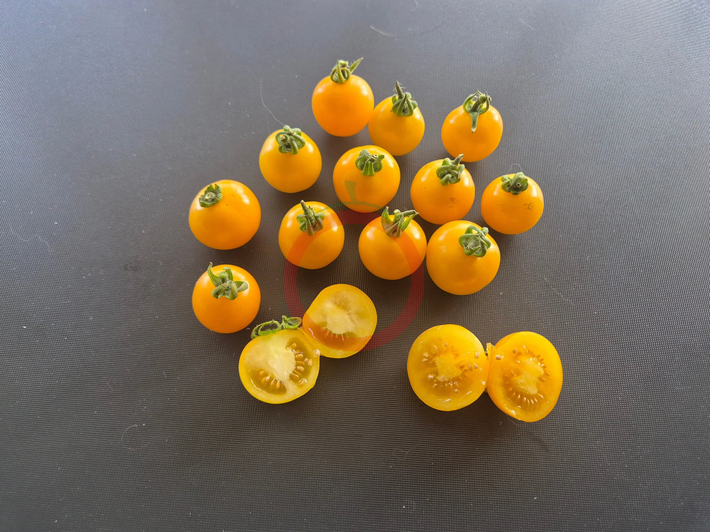 Galina DER TOMATENFLÜSTERER