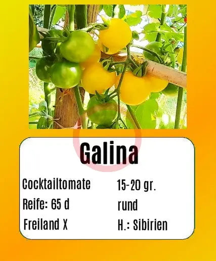 Galina DER TOMATENFLÜSTERER