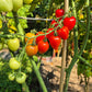 Gardener Sweet-Heart DER TOMATENFLÜSTERER