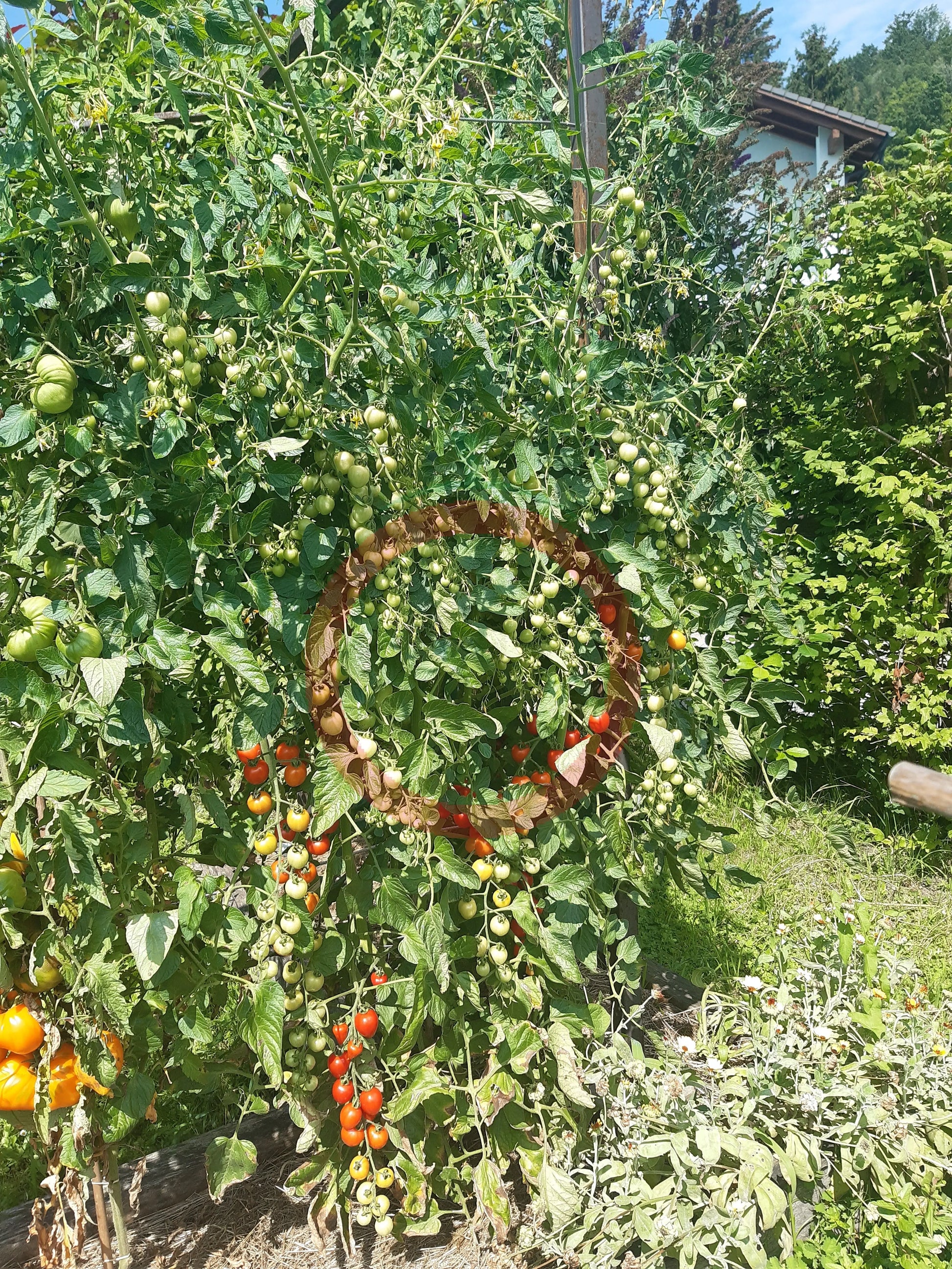 Gardener Sweet-Heart DER TOMATENFLÜSTERER