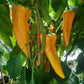 Gatherers Gold DER TOMATENFLÜSTERER