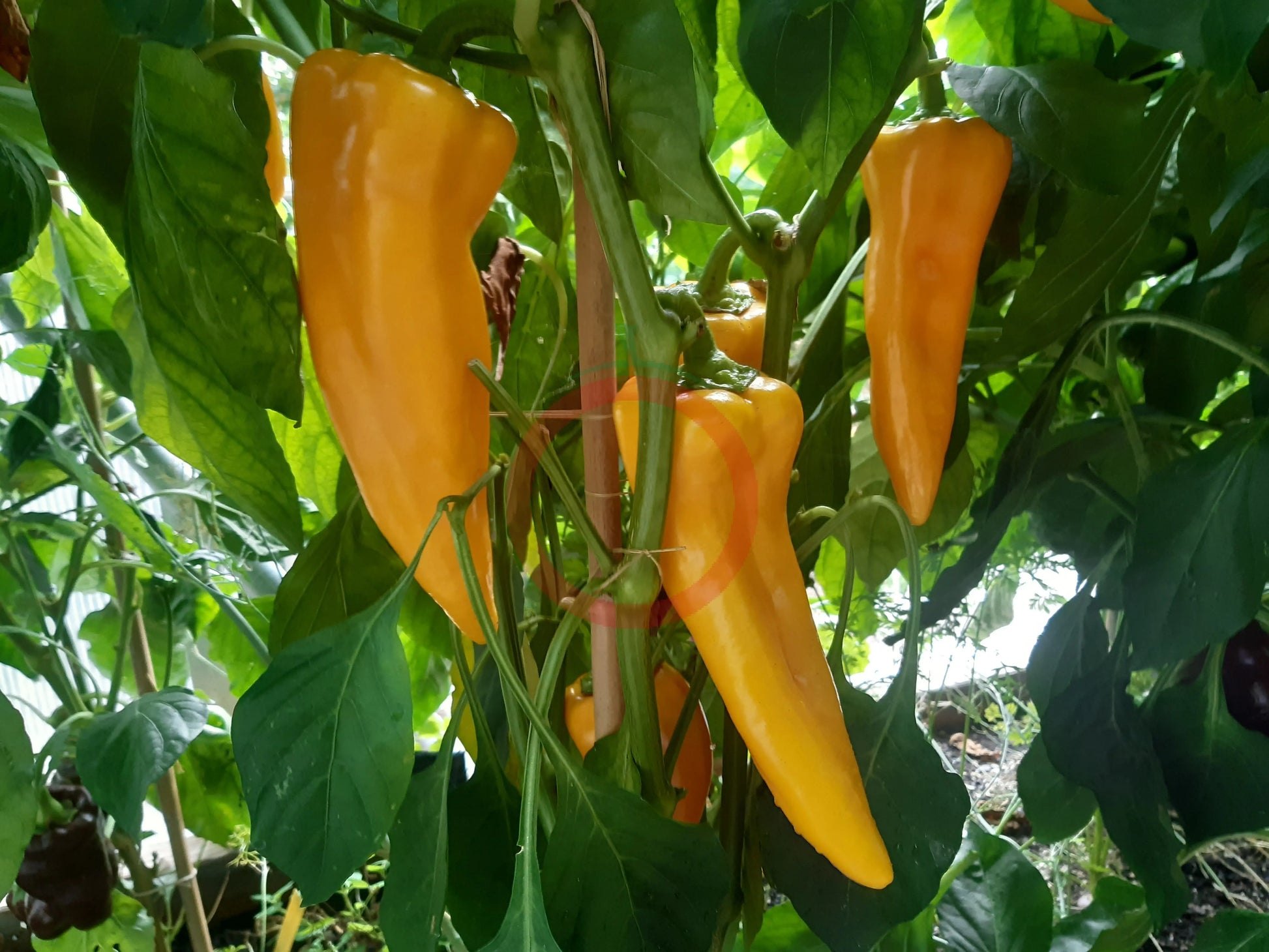 Gatherers Gold DER TOMATENFLÜSTERER