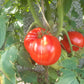 George Detsika´s Italian Red DER TOMATENFLÜSTERER
