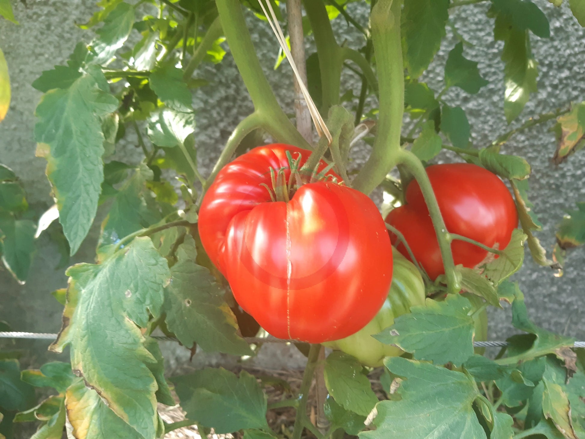 George Detsika´s Italian Red DER TOMATENFLÜSTERER