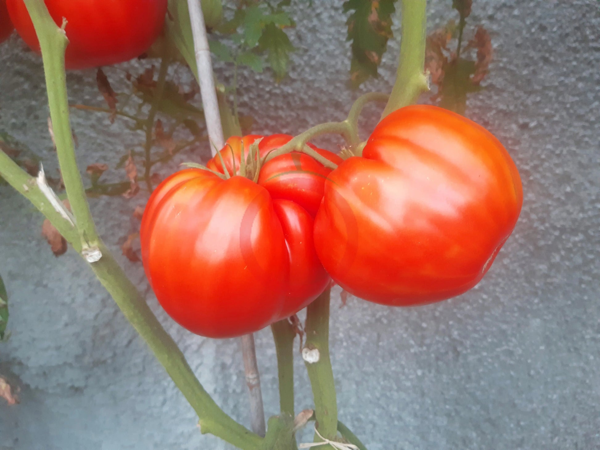 George Detsika´s Italian Red DER TOMATENFLÜSTERER