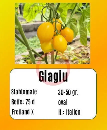 Giagiu DER TOMATENFLÜSTERER