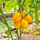 Giagiu DER TOMATENFLÜSTERER