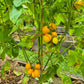 Giagiu DER TOMATENFLÜSTERER