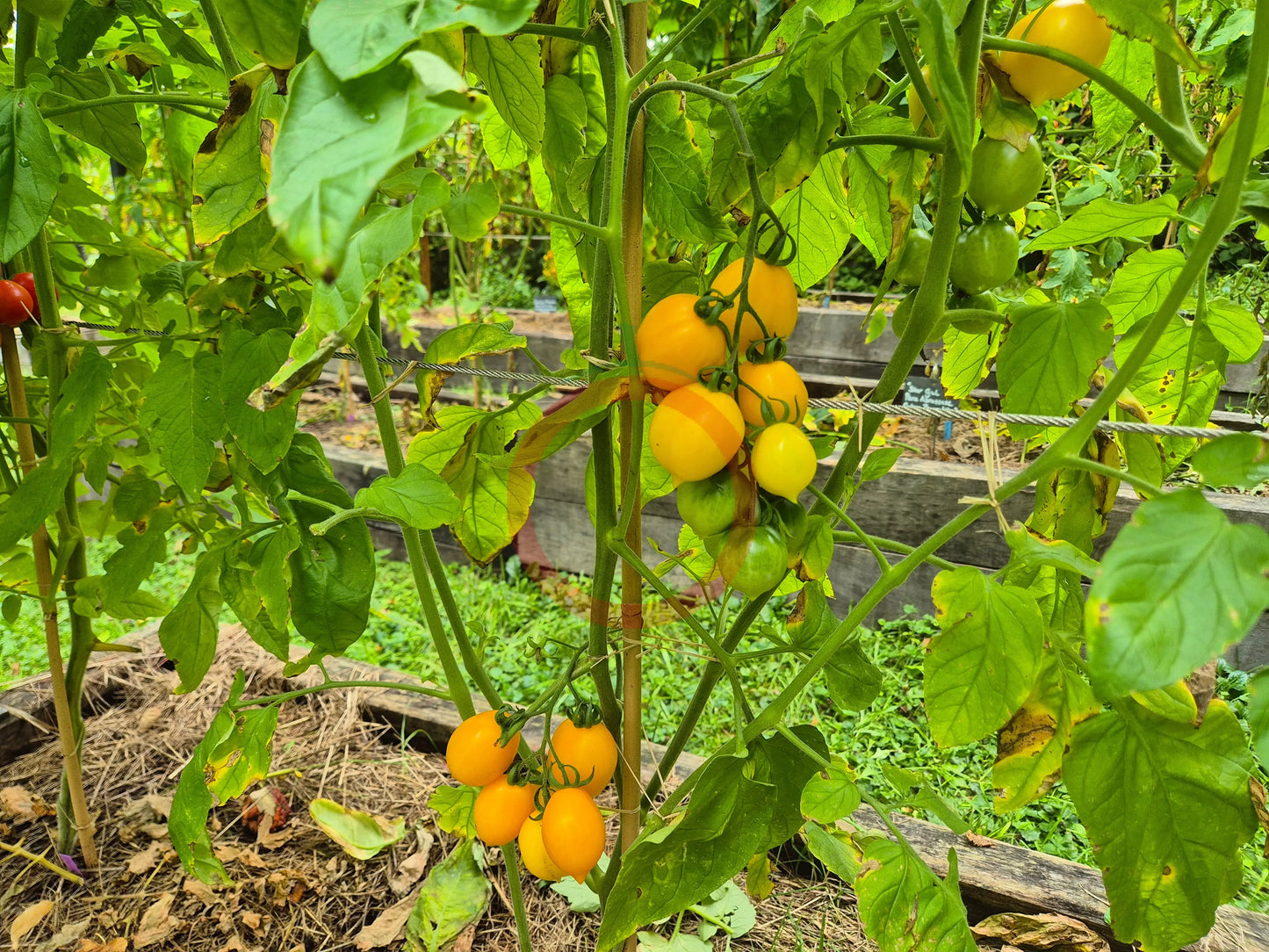 Giagiu DER TOMATENFLÜSTERER