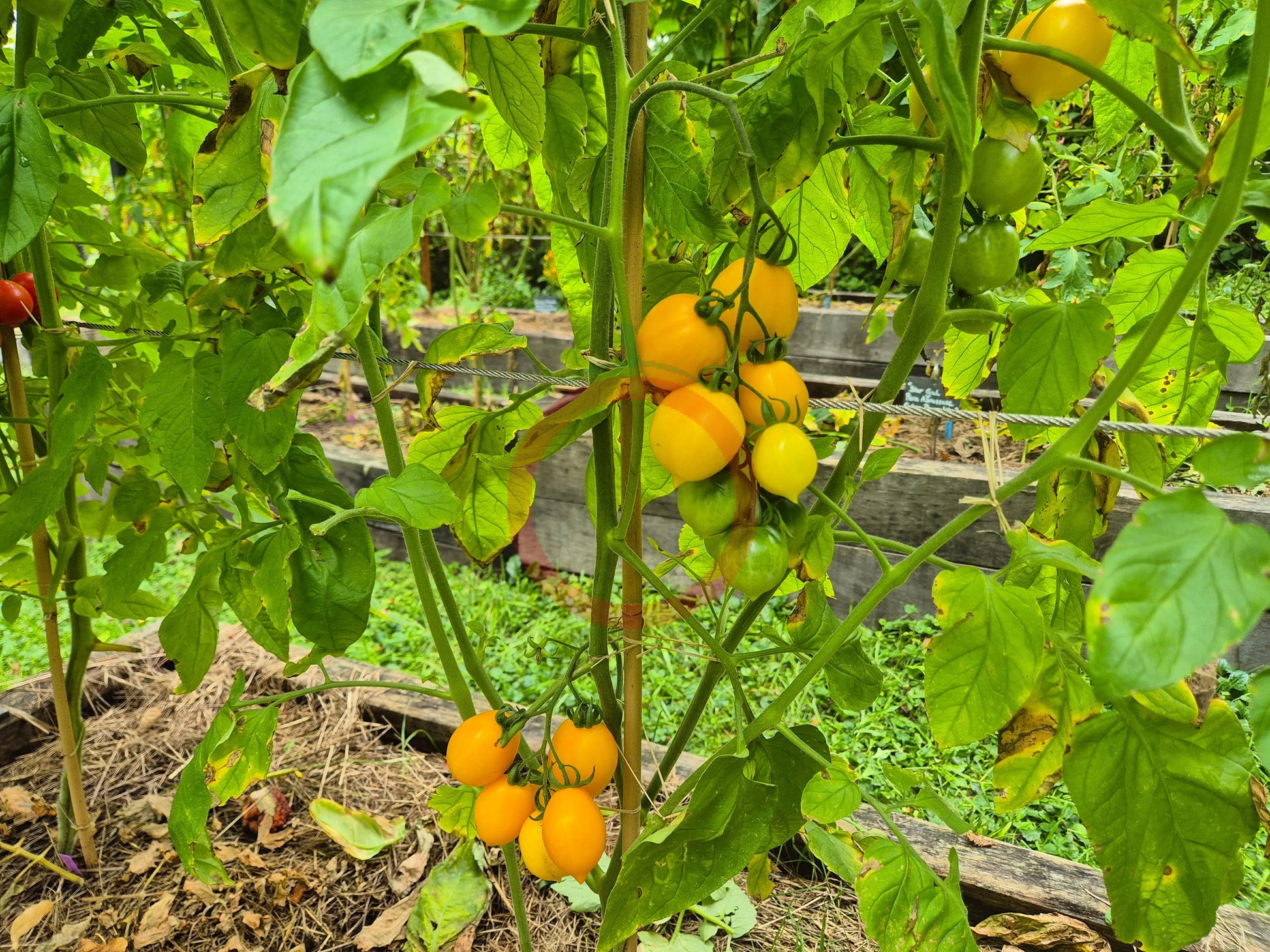 Giagiu DER TOMATENFLÜSTERER