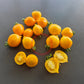 Giagiu DER TOMATENFLÜSTERER
