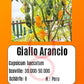 Giallo Arancio DER TOMATENFLÜSTERER