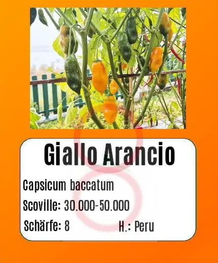 Giallo Arancio DER TOMATENFLÜSTERER