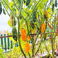 Giallo Arancio DER TOMATENFLÜSTERER