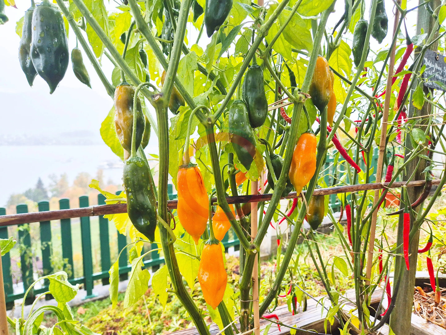 Giallo Arancio DER TOMATENFLÜSTERER