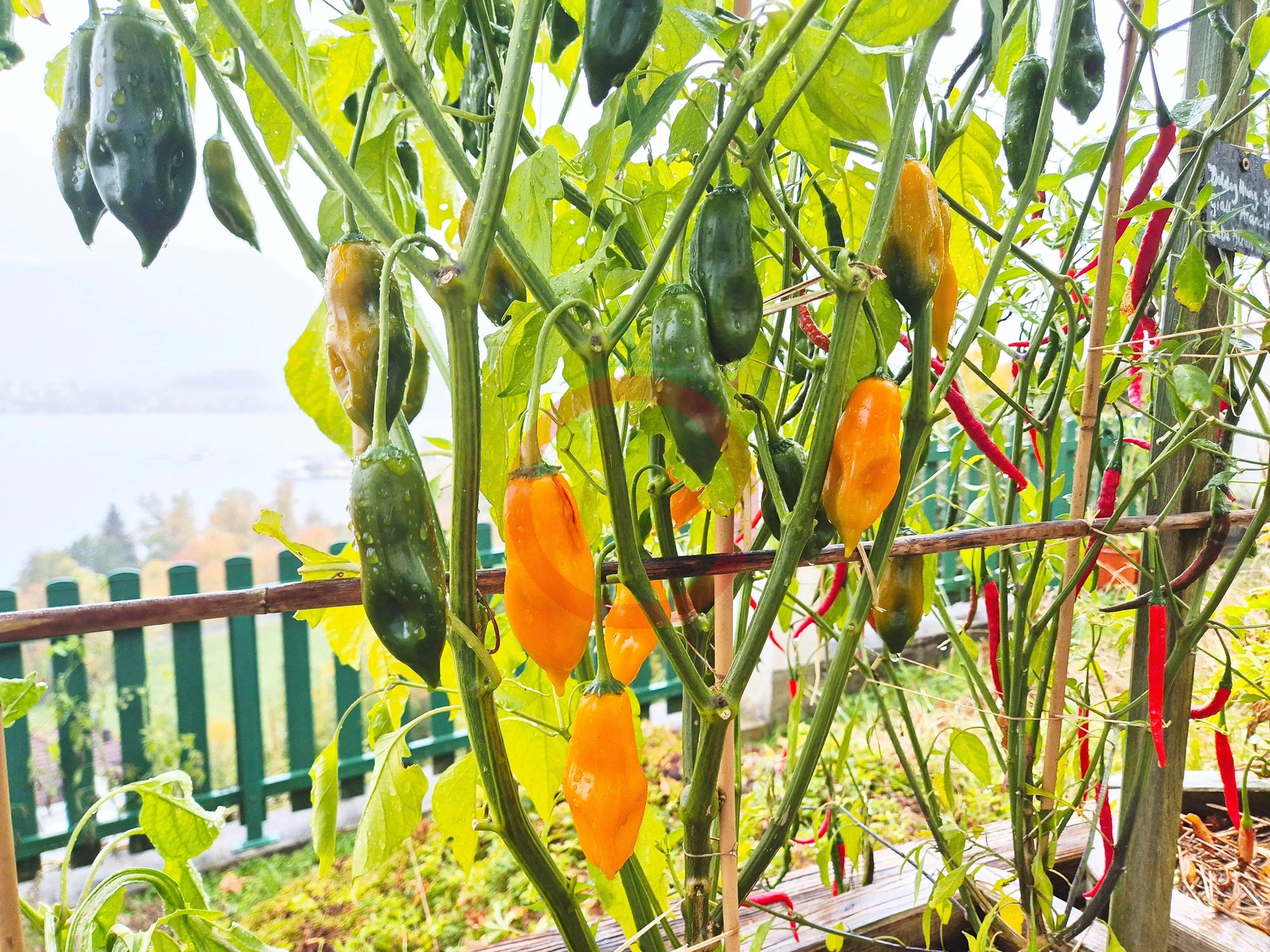 Giallo Arancio DER TOMATENFLÜSTERER