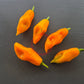 Giallo Arancio DER TOMATENFLÜSTERER