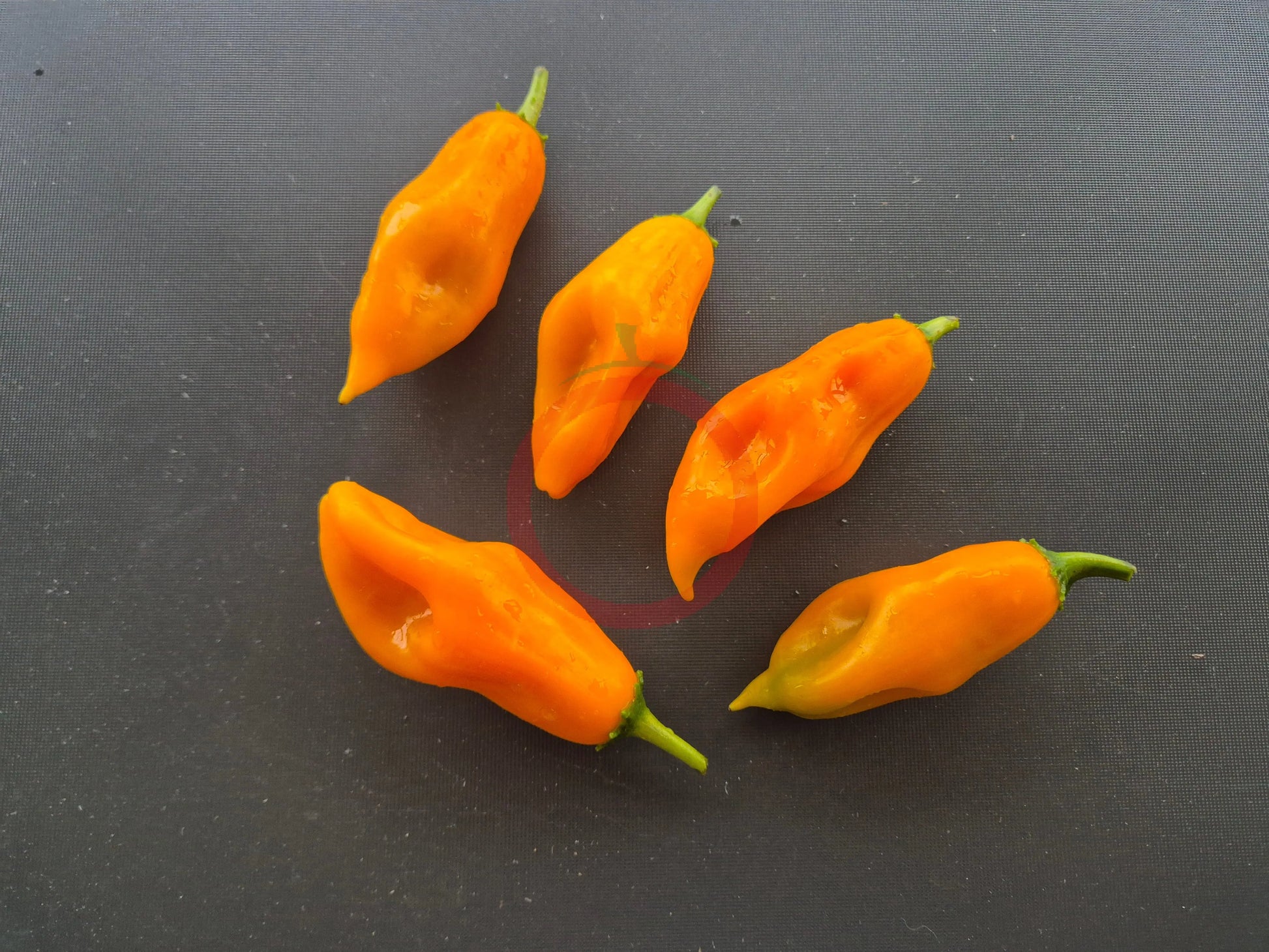 Giallo Arancio DER TOMATENFLÜSTERER