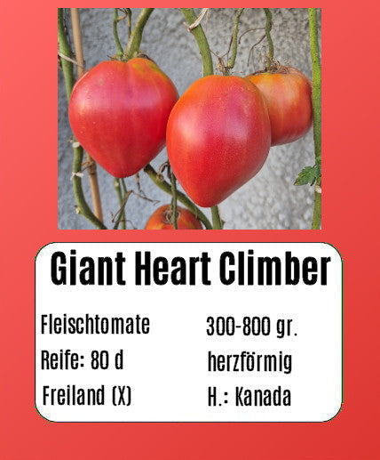 Giant Heart Climber DER TOMATENFLÜSTERER