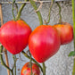 Giant Heart Climber DER TOMATENFLÜSTERER
