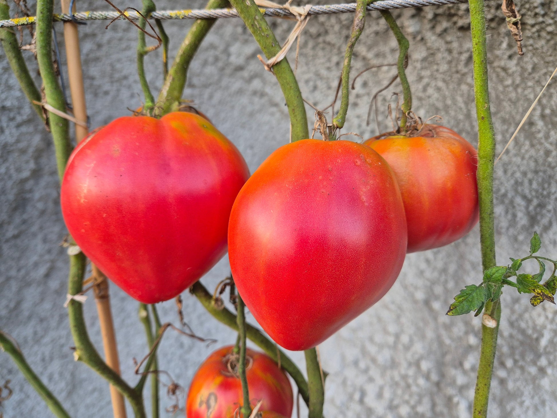 Giant Heart Climber DER TOMATENFLÜSTERER