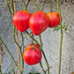Giant Heart Climber DER TOMATENFLÜSTERER