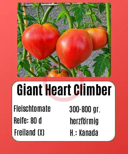 Giant Heart Climber DER TOMATENFLÜSTERER