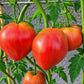 Giant Heart Climber DER TOMATENFLÜSTERER