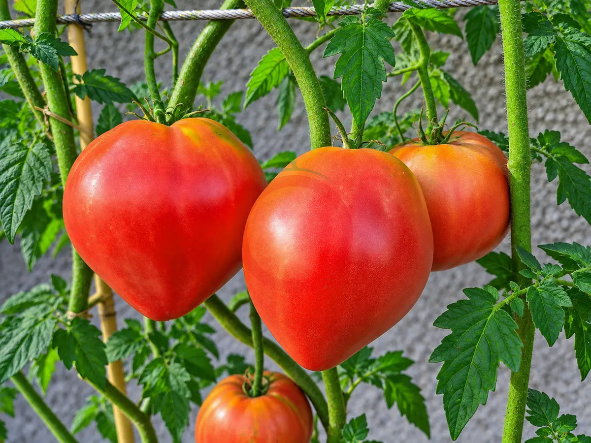 Giant Heart Climber DER TOMATENFLÜSTERER