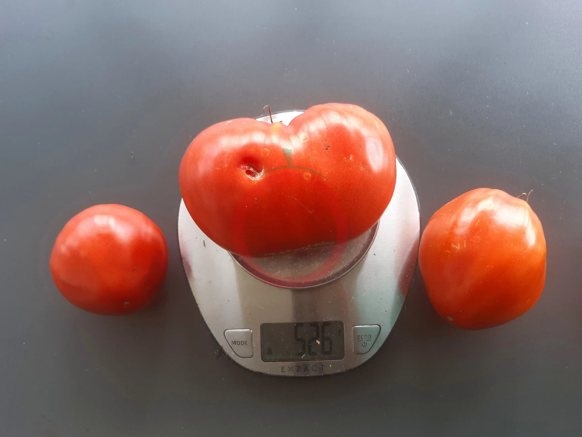 Giant of Siebenburgen DER TOMATENFLÜSTERER