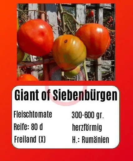 Giant of Siebenburgen DER TOMATENFLÜSTERER