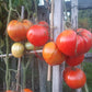 Giant of Siebenburgen DER TOMATENFLÜSTERER
