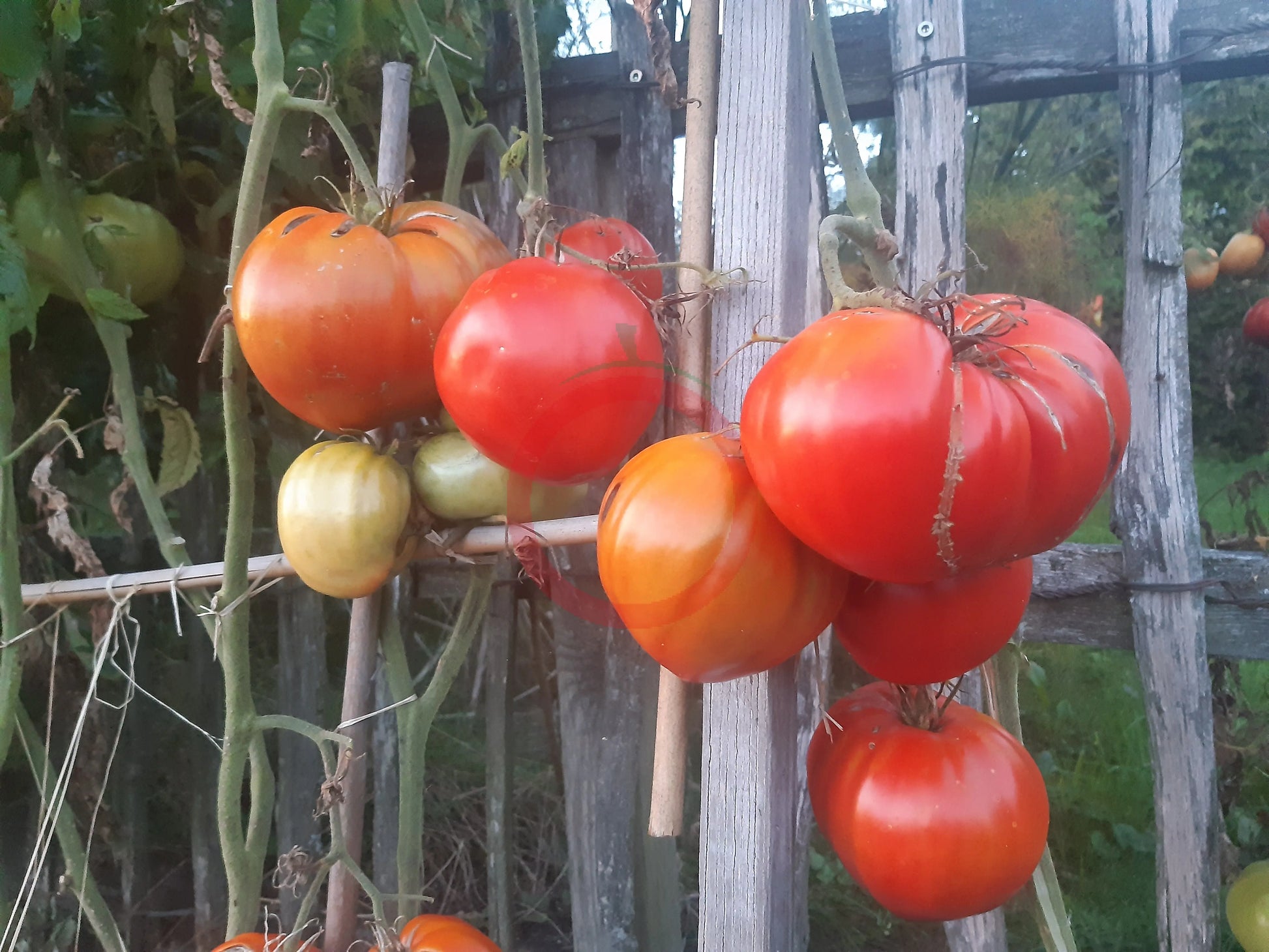 Giant of Siebenburgen DER TOMATENFLÜSTERER