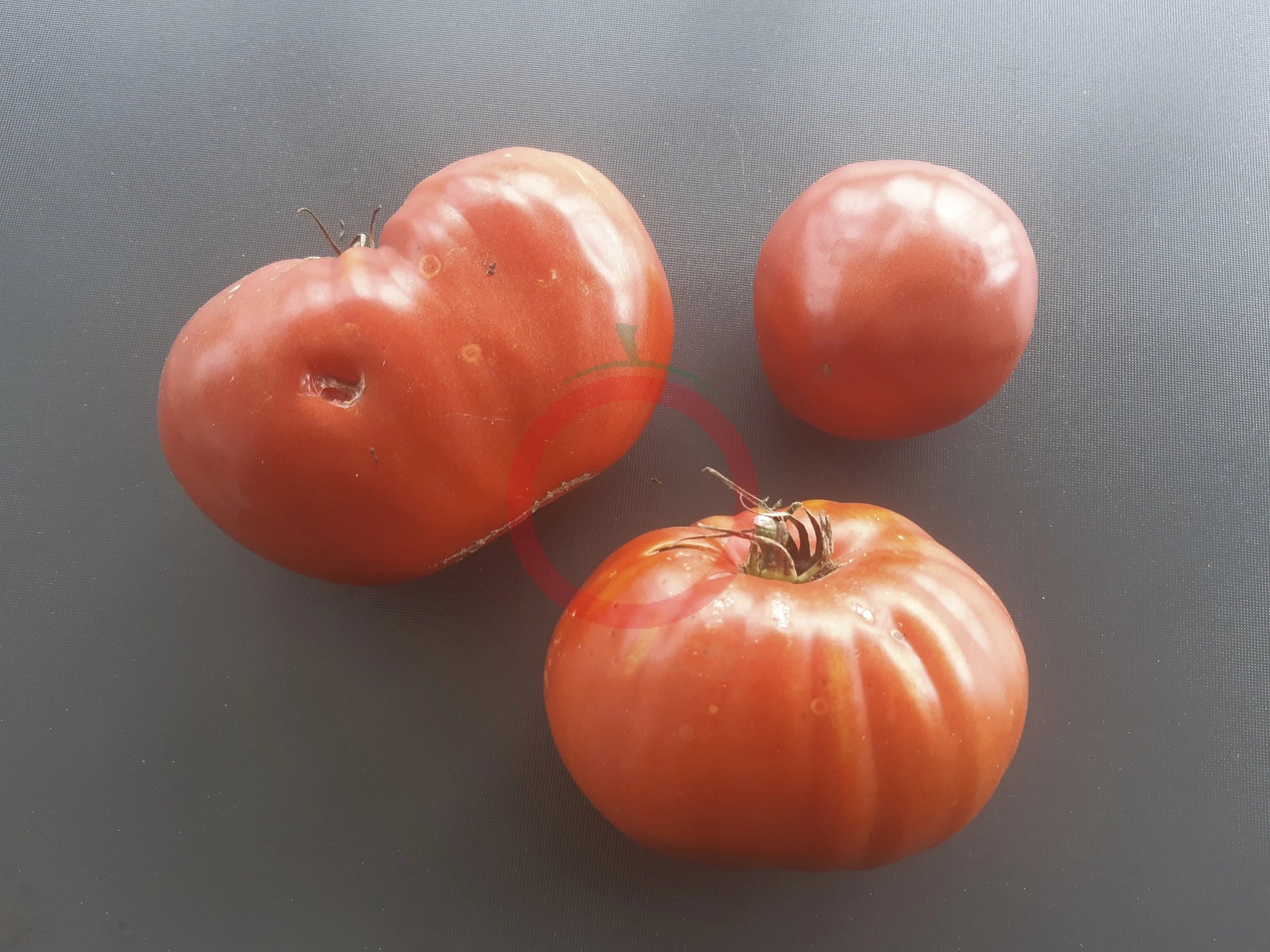 Giant of Siebenburgen DER TOMATENFLÜSTERER