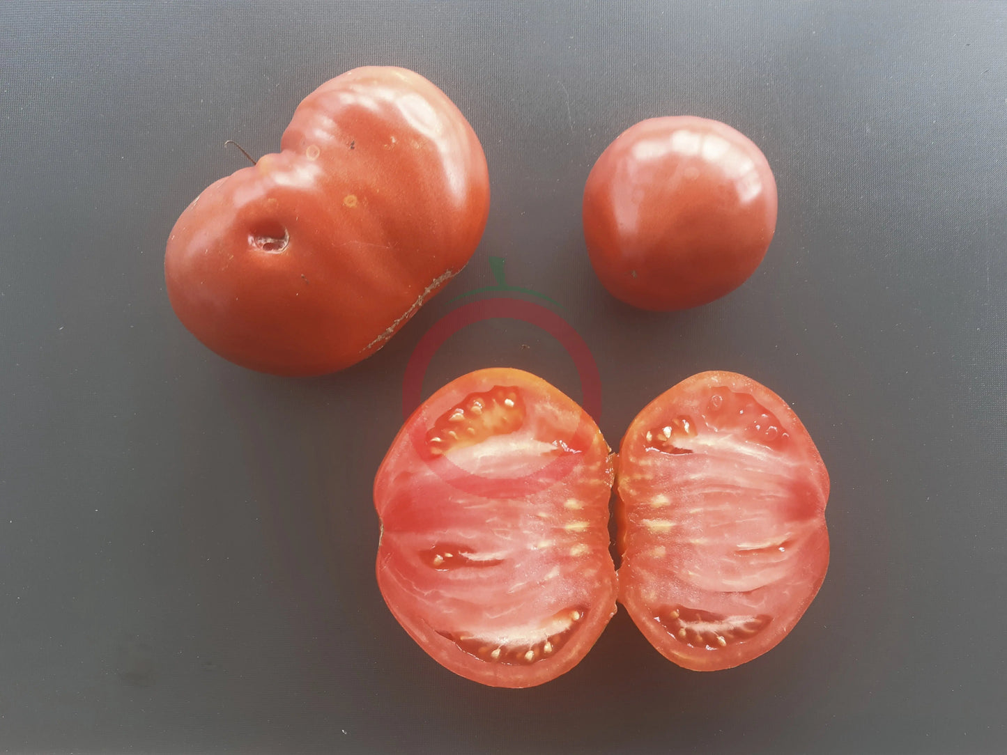 Giant of Siebenburgen DER TOMATENFLÜSTERER