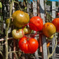 Giant of Siebenburgen DER TOMATENFLÜSTERER
