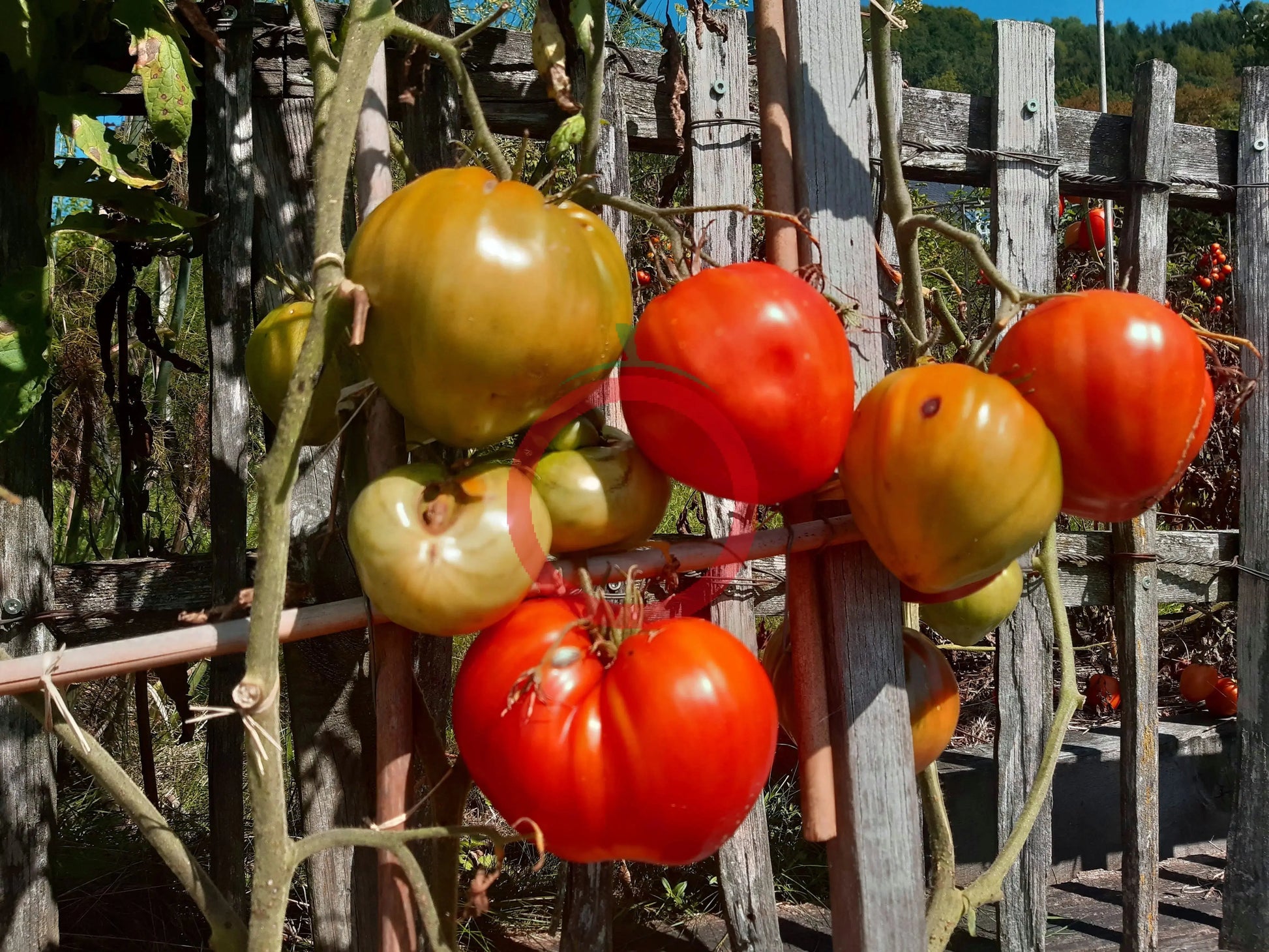 Giant of Siebenburgen DER TOMATENFLÜSTERER